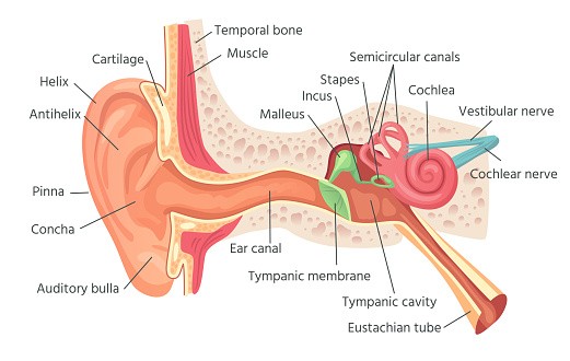 Anatomical image of the ear exterior and interior with Eustachian tube