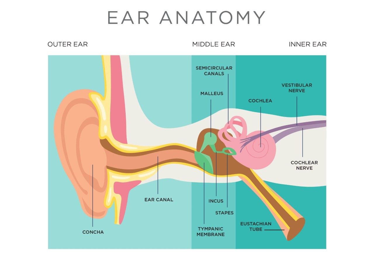 Ear Anatomy - Outer ear, middle ear, inner ear